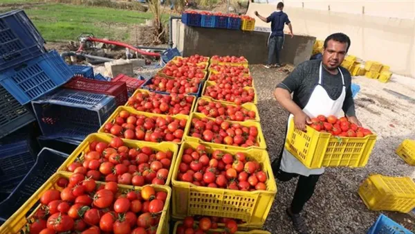 الصادرات الزراعية المصرية تتجاوز 9 مليارات دولار في 2024 وتعزز دورها الاقتصادي الحيوي