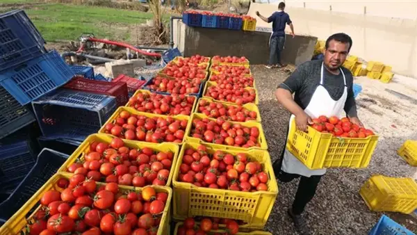 الصادرات الزراعية المصرية تتجاوز 9 مليارات دولار في 2024 وتعزز دورها الاقتصادي الحيوي