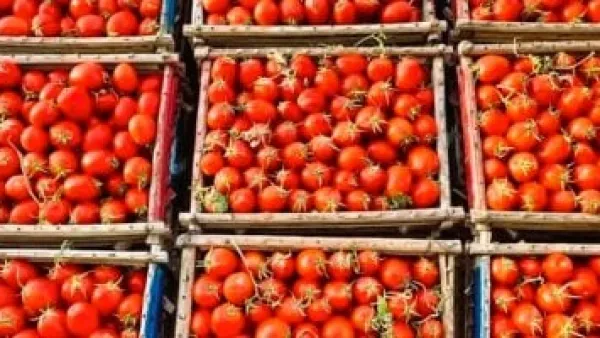الطماطم تسجل تراجعًا كبيرًا.. قائمة أسعار الخضراوات والفاكهة الجديدة بأسواق كفر الشيخ
