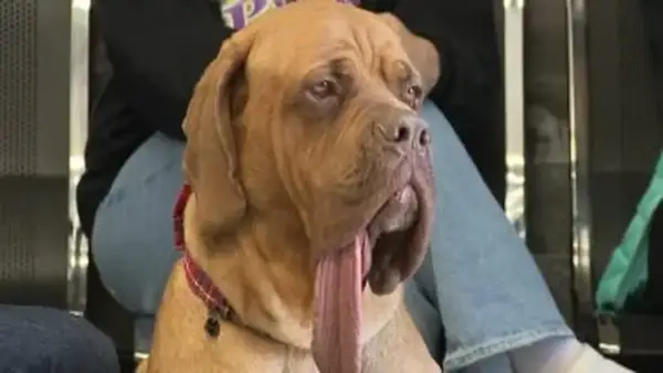 الكلب في أوكلاهوما سيتي يحطم الرقم القياسي لأطول لسان في العالم ويُدرج في موسوعة جينيس