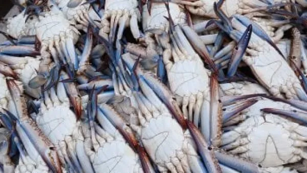 انخفاض أسعار الأسماك الشعبية بالإسكندرية يقابله صعود الجمبري والكابوريا