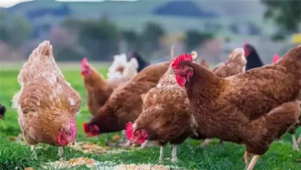 انخفاض سعر الفراخ اليوم الأربعاء 10 ديسمبر 2025 وتأثيره على ميزانية الأسر