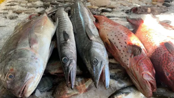 انخفاض طفيف واستقرار نسبي.. أسعار الأسماك والجمبري في مصر اليوم الأربعاء