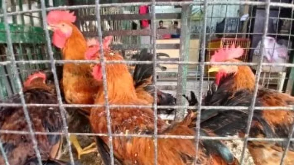 انخفاض ملحوظ في أسعار الدواجن البلدي والبيضاء بمحلات الأقصر وتأثيره على المستهلكين