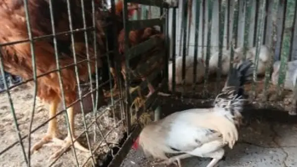 انخفاض ملحوظ في أسعار الفراخ البلدي بأسواق الإسكندرية اليوم.