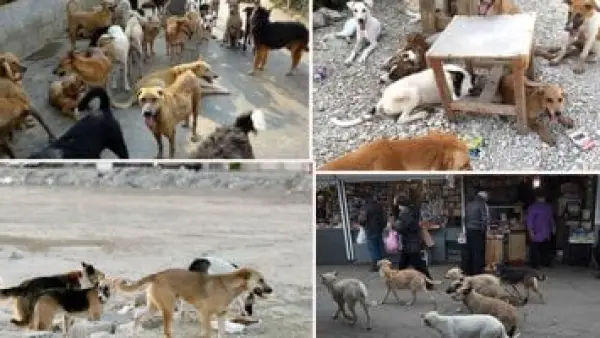 بأمر من محافظة القاهرة.. آلية جديدة للتعامل مع الكلاب الضالة داخل المأوى الجديد