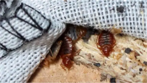 بأوراق اللافندر.. طريقة سحرية للتخلص من بق الفراش في منزلك ليلاً