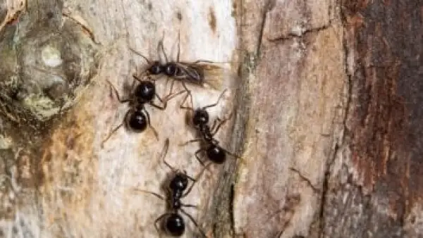 بذكاء فطري.. النمل يفرض "التباعد الاجتماعي" لحماية مستعمراته من تفشي الأمراض.