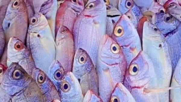 بعد وصول المرجان إلى 180 جنيهًا.. كيف تأثرت قائمة أسعار الأسماك الشعبية في مطروح؟