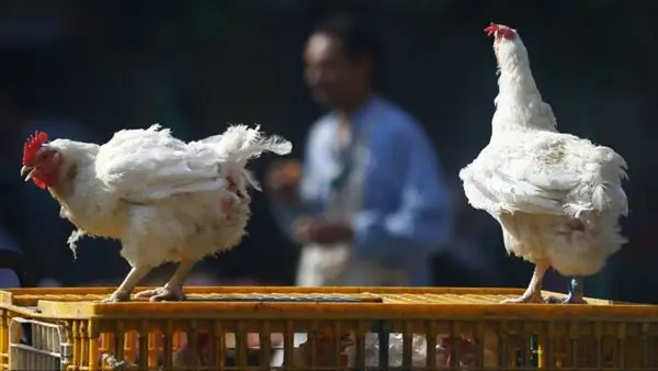 بعكس كل التوقعات.. أسعار الفراخ تتراجع في الأسواق رغم زيادة أسعار البنزين.