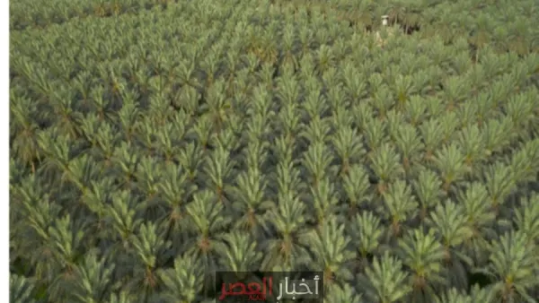 بفائض يتجاوز الاستهلاك المحلي.. كيف حولت السعودية الصحراء إلى مصدر للأمن الغذائي؟