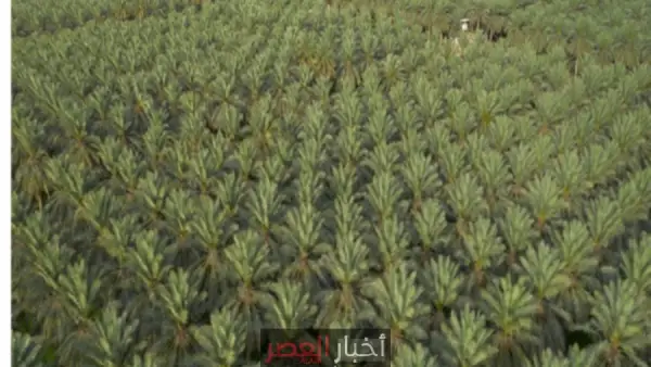 بفائض يتجاوز الاستهلاك المحلي.. كيف حولت السعودية الصحراء إلى مصدر للأمن الغذائي؟