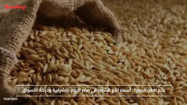 بكم الطن اليوم؟.. أسعار الأرز الشعير في مصر اليوم بالشرقية وحركة الأسواق