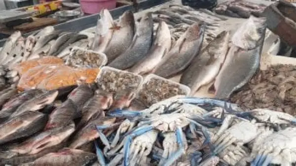 بورصة أسماك كفر الشيخ.. استقرار سعر البلطي وتراجع طفيف في البوري اليوم