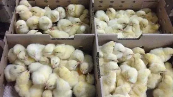 بورصة الدواجن اليوم: أسعار الكتاكيت والبط الصغير وتأثيرها على سوق التربية في 11 ديسمبر 2025