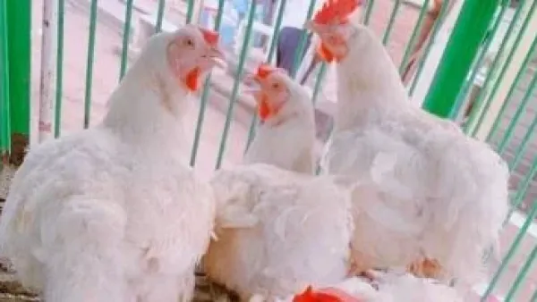 تحديثات الأسعار.. قائمة أسعار الدواجن داخل أسواق مطروح خلال تعاملات الإثنين