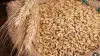تحديثات الأسعار.. تحركات جديدة في سوق الأرز الشعير داخل المحافظات المصرية اليوم