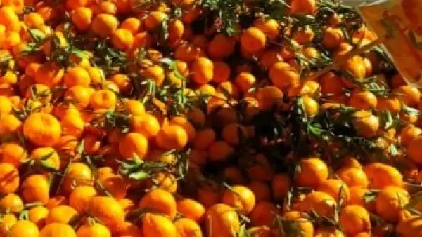 تحديثات الأسعار.. قائمة أسعار الفاكهة في أسواق الأقصر بختام عام 2025