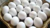 تحديثات الأسواق.. سعر كرتونة البيض الأبيض والأحمر للمستهلك اليوم الأربعاء