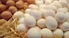 تحديثات الأسواق.. سعر كرتونة البيض داخل المزارع والمحلات خلال تعاملات السبت وتأثيرها على المستهلكين
