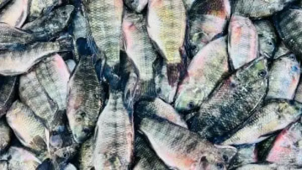 تحديثات البلطي والمحار.. قائمة أسعار الأسماك في أسواق كفر الشيخ بمنتصف الأسبوع