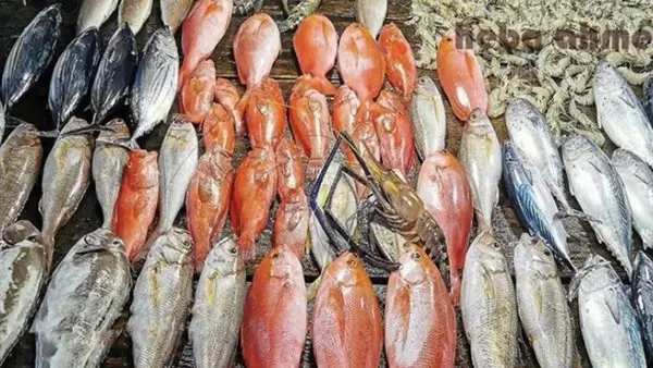 تحديثات المزاد الصباحي.. أسعار السمك بالأسواق المصرية في تعاملات الأحد 28 ديسمبر