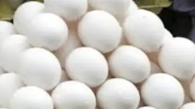 تحديثات بورصة الدواجن.. سعر كرتونة البيض للمستهلك يسجل أرقاماً جديدة الثلاثاء محلياً