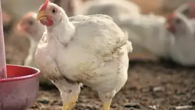 تحديثات بورصة الدواجن.. سعر الفراخ البيضاء في تعاملات الثلاثاء 23 ديسمبر 2025