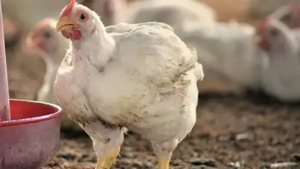 تحديثات بورصة الدواجن.. سعر الفراخ البيضاء في تعاملات الثلاثاء 23 ديسمبر 2025