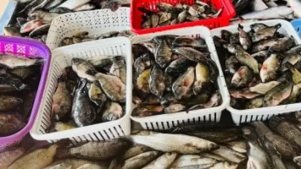 تحديثات سوق القليوبية.. أسعار سمك البلطي والأنواع الشعبية خلال تعاملات الجمعة اليوم