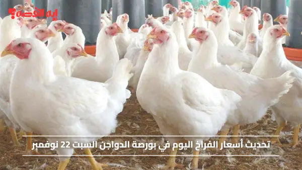 تحديث أسعار الفراخ اليوم في بورصة الدواجن السبت 22 نوفمبر 2025 بجميع أنواعها للمستهلكين