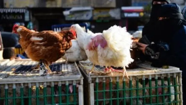 تراجع أسعار الدواجن يمنح الأسر متنفساً.. كيلو الفراخ البيضاء يسجل 63 جنيهاً بالأسواق