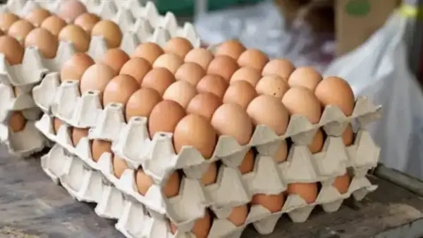 تراجع سعر كرتونة البيض في مصر إلى 144 جنيهًا وسط تحسن في العرض والطلب