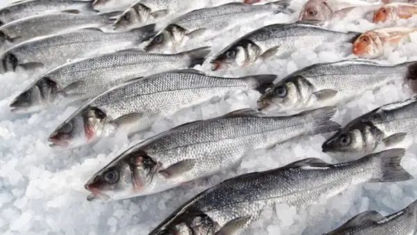 تغيرات أسعار السمك والجمبري في سوق العبور السبت 22 نوفمبر 2025 ودليل أفضل الأنواع