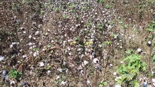 تغيرات سعر قنطار القطن في بحري وقبلي يوم الأربعاء 19-1-2025 وتأثيرها على السوق المحلي