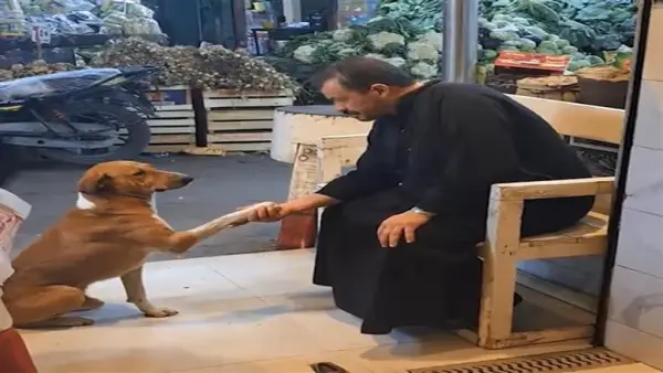 تفاعل واسع.. كواليس رد فعل الجزار المصري بعد فيديو إطعام الكلب الجائع