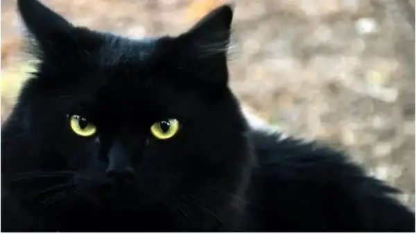 تفسير رؤيا القط الأسود في المنام بين الخير والشر حسب ابن سيرين