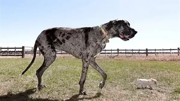 تفسير رؤية الكلب في المنام بين الوفاء والتحذير حسب ابن سيرين