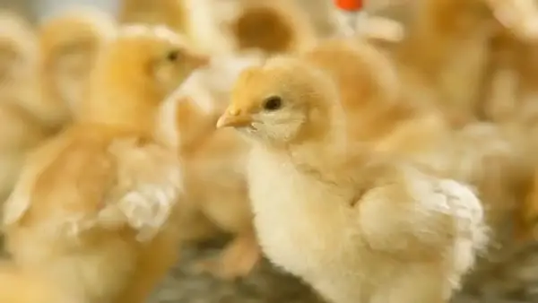 جدول اسعار الكتاكيت اليوم في مصر 2025 بجميع الشركات والأسواق المحلية