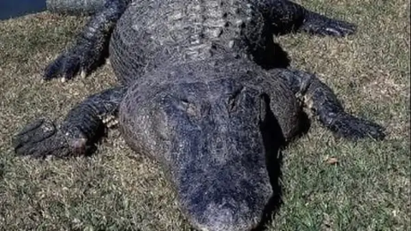 حائزو الحيوانات الخطرة ملزمون بإخطار السلطات في 4 حالات محددة