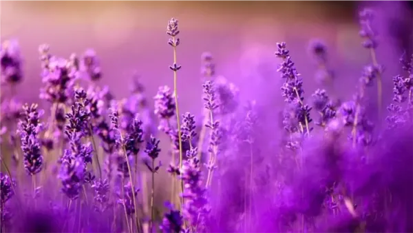 دلالات اللون البنفسجي في المنام تكشف 5 رسائل تعبر عن بدايات جديدة في حياة الحالم