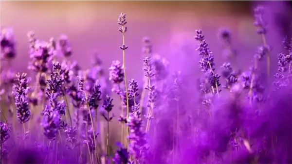 دلالات اللون البنفسجي في المنام تكشف 5 رسائل تعبر عن بدايات جديدة في حياة الحالم