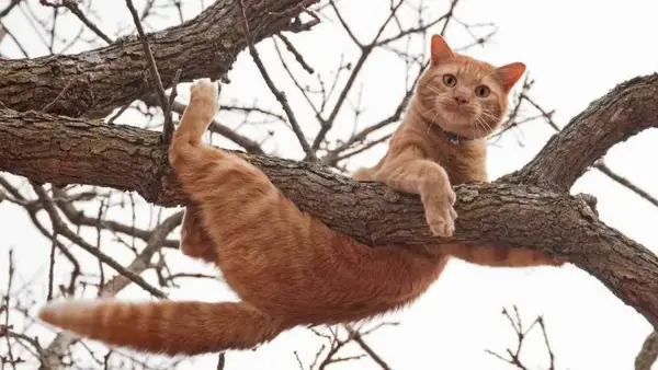 رسائل رؤية القطط في الأحلام: كيف يفسر لونها وسلوكها تأثيرها النفسي على الحالم