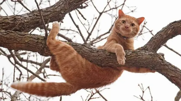 رسائل رؤية القطط في الأحلام: كيف يفسر لونها وسلوكها تأثيرها النفسي على الحالم