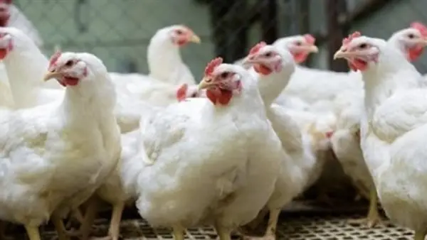 زيادة جديدة.. أسعار الفراخ البيضاء اليوم الثلاثاء في بورصة الدواجن والأسواق المصرية