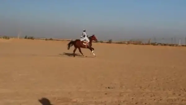 سباقات المرماح في وديان بنبان بأسوان تحافظ على تراث الفروسية وقيم الأصالة في صعيد مصر