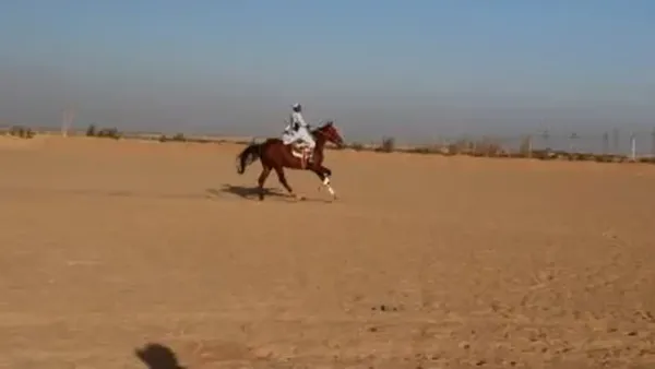 سباقات المرماح في وديان بنبان بأسوان تحافظ على تراث الفروسية وقيم الأصالة في صعيد مصر