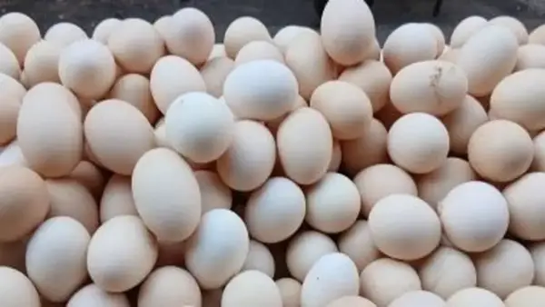 سعر البيض في القليوبية يسجل 118 جنيهاً للطبق الأبيض الأربعاء 3-12-2025