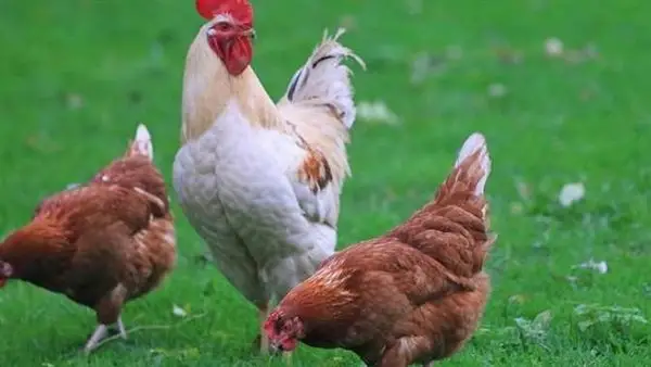 سعر الفراخ البيضاء يثبت في الأسواق المصرية بعد تراجع متواصل