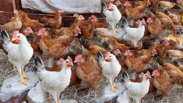 سعر الفراخ اليوم يشهد ارتفاعاً في البيضاء وتفاوتاً ملحوظاً بأسواق الدواجن الثلاثاء 9 ديسمبر 2025